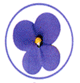 viola viola